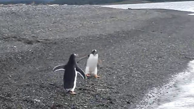 PINGUINOS DE USHUAIA ARGENTINA смотреть онлайн