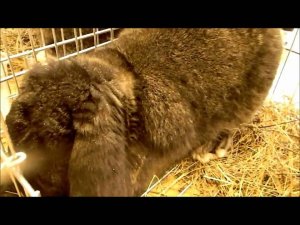 Кролики на Первой Уральской выставке птиц и кроликов