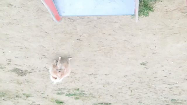 Прогулочка под музычку Ума Лис (говорящая собака) смотреть онлайн