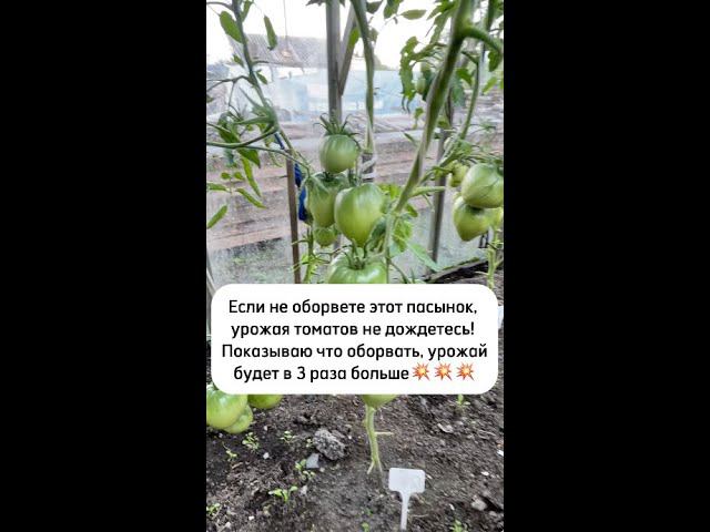 ОБОРВИТЕ этот ПАСЫНОК на томатах! Урожай будет В 3 РАЗА БОЛЬШЕ! смотреть онлайн