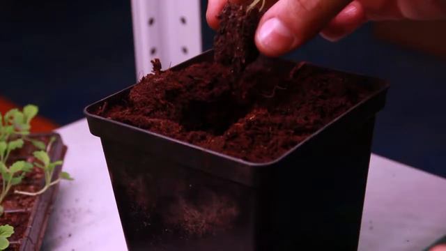 Посадка салата в boxsand