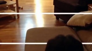 приколы с животными