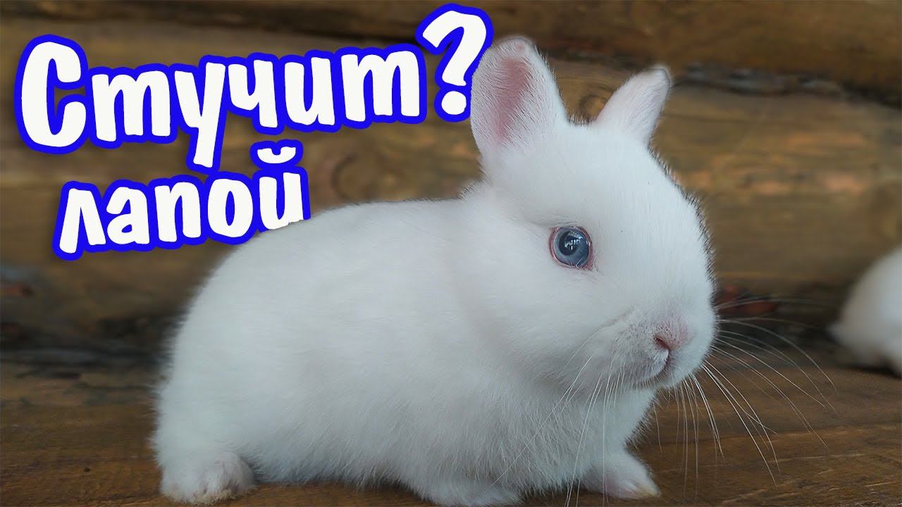 Почему кролик стучит лапой по полу смотреть онлайн