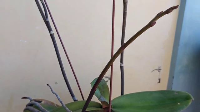 #Philodendron Imperial red смотреть онлайн