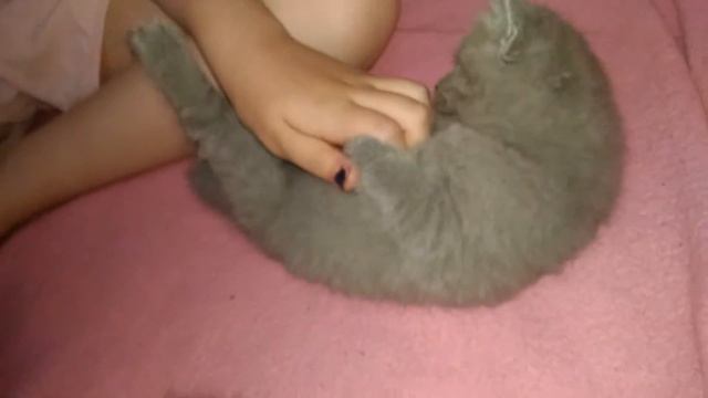 три котенка и кошечка кошка и котята смотреть онлайн