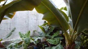 В теплице можно выращивать обычные бананы.