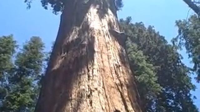 General Sherman Tree & Trail смотреть онлайн