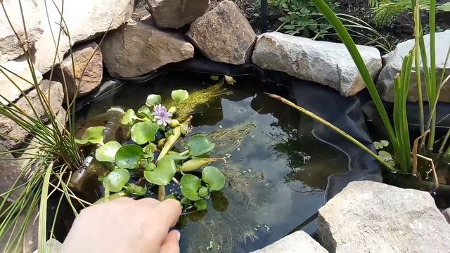 Внутренний двор и пруд ждут переделки. Растения для водоема смотреть онлайн