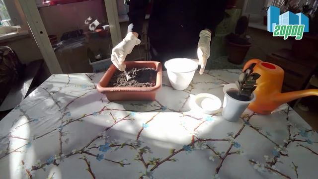 Парад профессий - Цветовод. 10 сентября