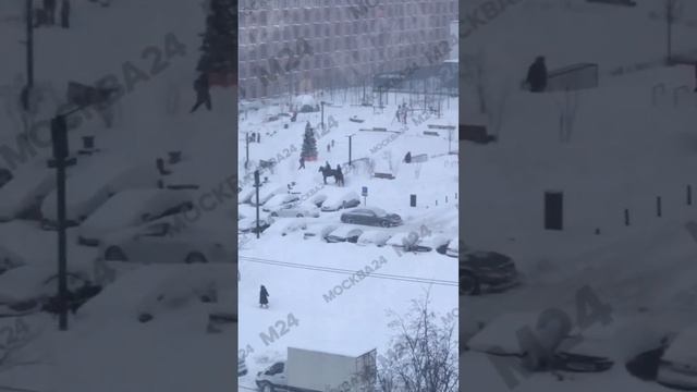 Лучший транспорт сегодня в Москве это лошадь - Москва 24