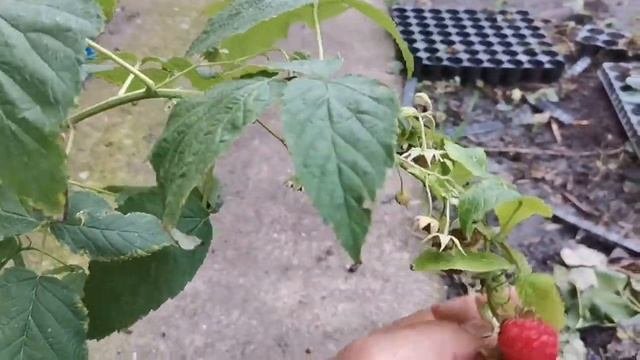 МАЛИНА из ГОЛЛАНДИИ. В каком состоянии получаем саженцы!
