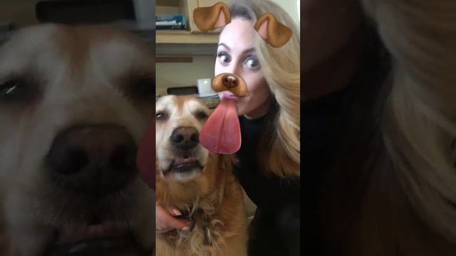 Sandy the Golden Retriever Does Not Enjoy New Snap Chat Lenses