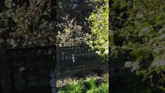 Наша дача Цветущие сады. смотреть онлайн