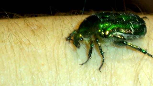 Забавный июньский жук крупным планом Cetonia aurata смотреть онлайн