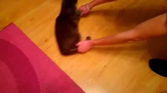 Как помыть полы котом ? смотреть онлайн