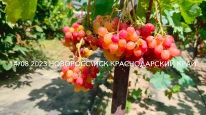 Виноград Велес Загорулько В. В.