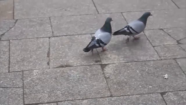 Coub Weekly #1. ЭТО НУЖНО ВИДЕТЬ ! ))) 2015 смотреть онлайн