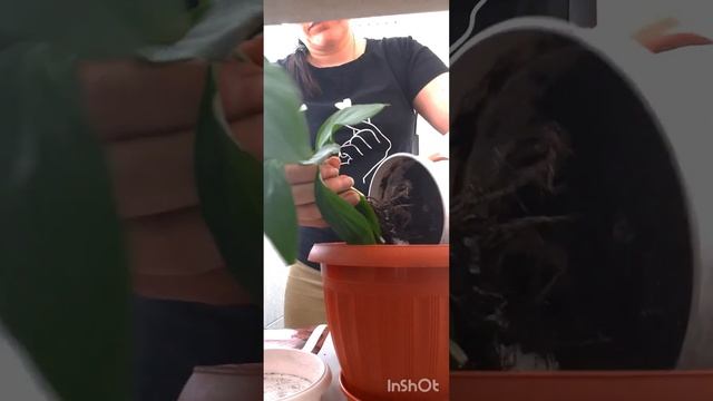 Спатифиллум опустил листья..? Почему и что делать.? смотреть онлайн