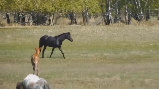 Футаж на лугу ЛОШАДИ и ЖЕРЕБЯТА, смотреть онлайн
