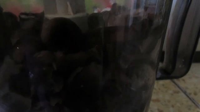 Грибная икра. смотреть онлайн