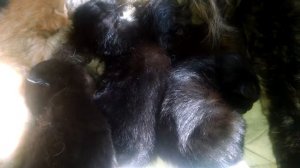 Как вырастить большого кота  Мейн-куна. Упитанные котята пьют молочко.