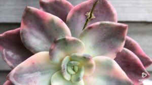 Graptopetalum Bainesii f. variegated