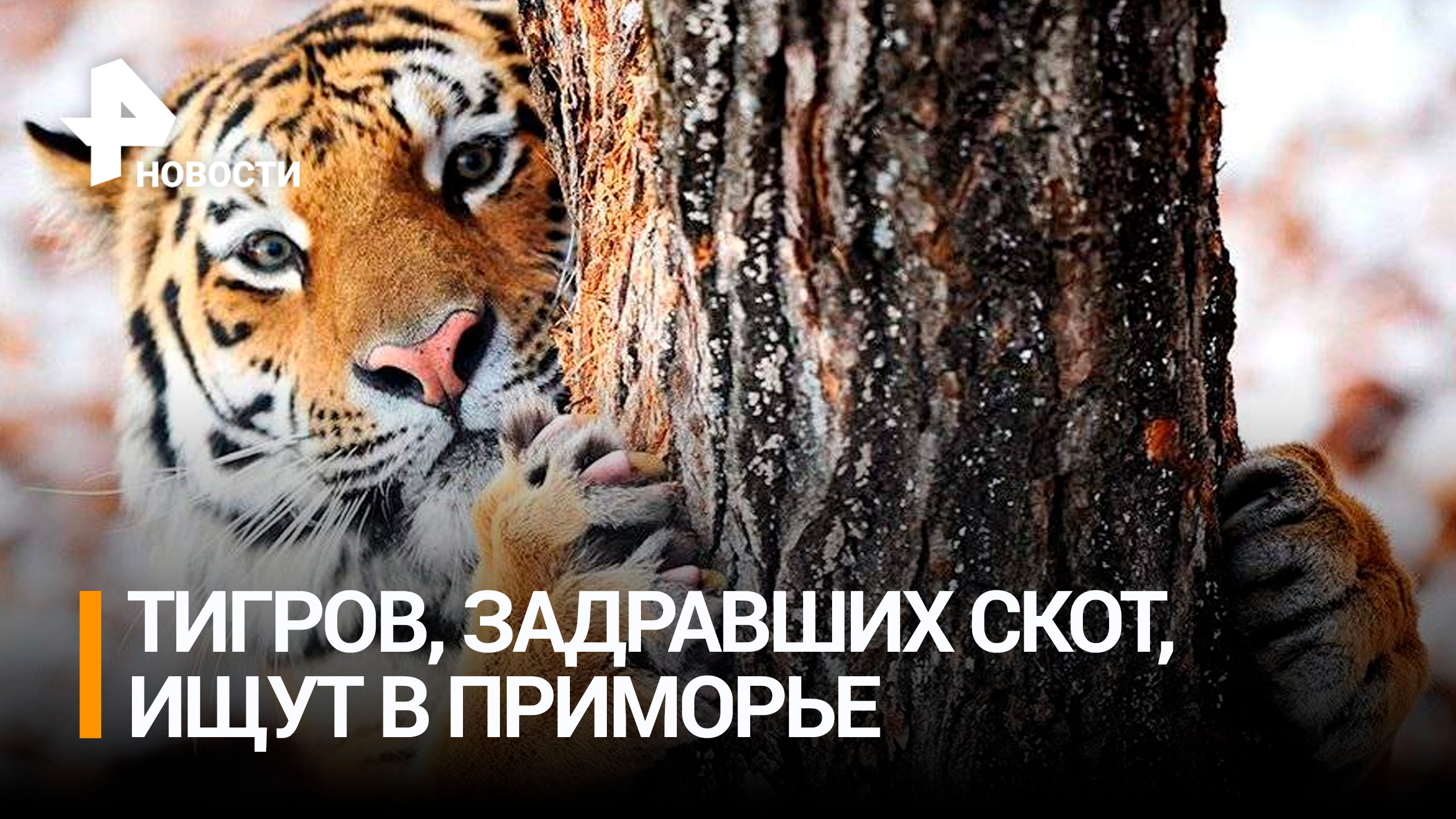 Тигров, задравших животных и скот, ищут в Приморье / РЕН Новости