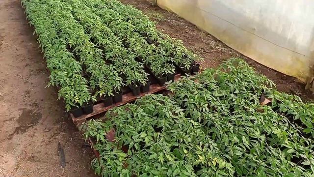 Полив томата монофосфат калием. 01.04.21 Обзор капусты. смотреть онлайн