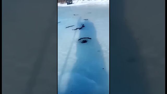 Якутский рыбак попал на раздачу налима🐋