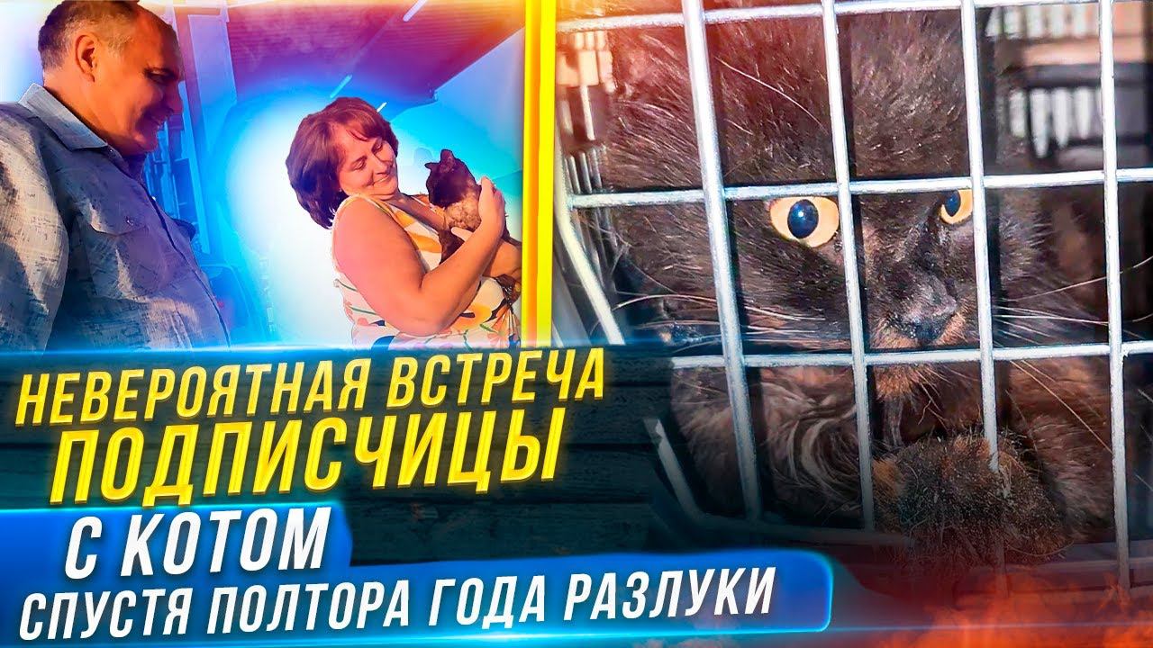 Подписчица узнала своего кота увидев мои ролики. Полтора года они его искали. История Тоффи-Тади.