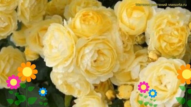 Роза флорибунда. Краткий обзор, описание характеристик Rosa Floribunda Golden Border
