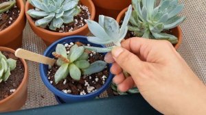 How to fix Etiolated (stretched out) Succulents🌵Why they start to stretch and become lenky