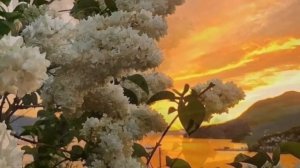 👑Забар- Сирень 2022👑