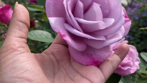 Moody Blue Hybrid Tea Rose - what the blooms look like ❤️