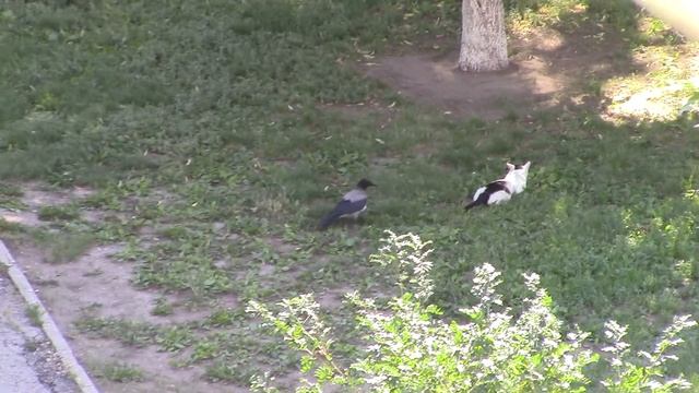 Вороны во дворе травят кошку смотреть онлайн