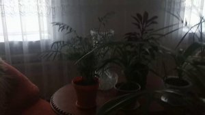 Комнатные цветы.Прекрасные пальмы.Хамедорея.