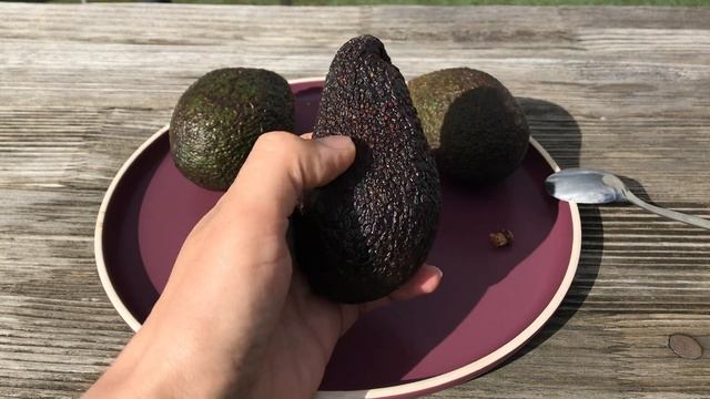 Maluma Hass avocado [Persea americana] смотреть онлайн