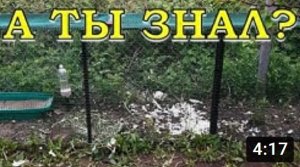 ЧП на участке. Бродячие собаки загрызли КУР-НЕСУШЕК