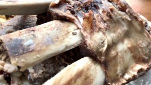 Праздник Джеоргуыба