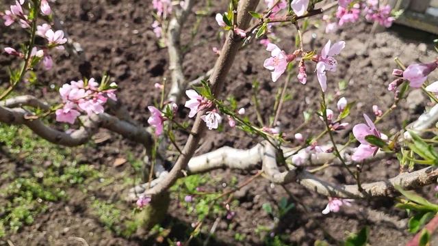 обрезка персика по цветку