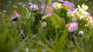 Запоют ромашки