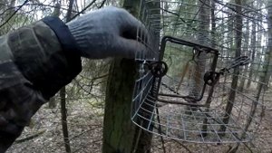 Ящик-сетка на куницу.Охота с проходным капканом.