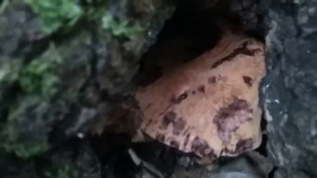 Печёночный гриб, первые экземпляры 2019 года. смотреть онлайн