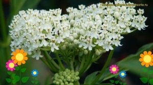 Ваточник мясо-красный Балет На Льду. Краткий обзор, описание asclepias incarnata Ice Ballet