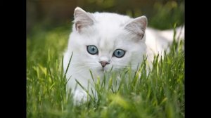 А котенок - "мяу"... Развивающая песенка для самых маленьких