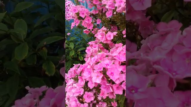 Цветная радость смотреть онлайн