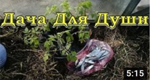 РЫБА в лунку при высадке ТОМАТОВ...супер удобрение! ?  ?  ?