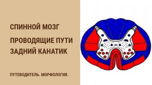 Спинной мозг. Проводящие пути. Задний канатик