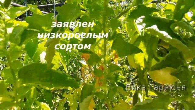 Томат Вельможа, обман производителей семян
