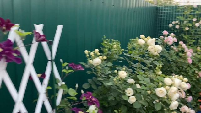 Горшечный садик 2 июня 2023г🌺💜🌸✨🌼✨🧚🏻♀️✨🌹✨🌺 небольшой уголок сада💜💜💜